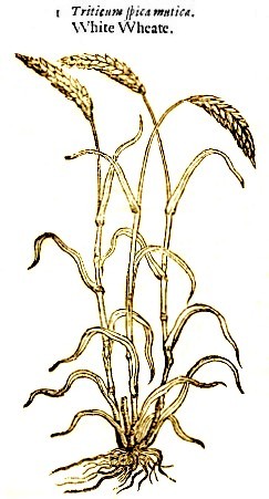 White Wheat Plant
